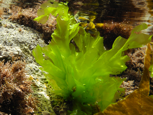 Sea Lettuce Thallus sheet-like, light green, rather delicate thd translucent, to 250 mm long. Persists throughout the year. on rock and in lower-shore rock pools, and in the shallow subtidal. Photographs by M.D. Guiry