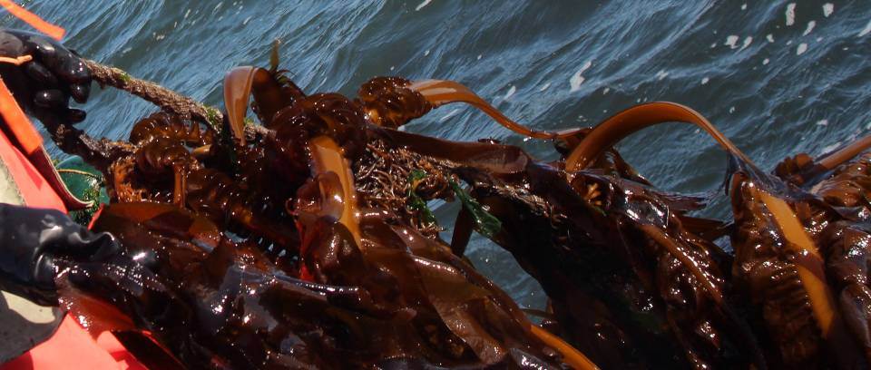 Seaweeds Harvesting Mariculture of Undaria in Dalian, China